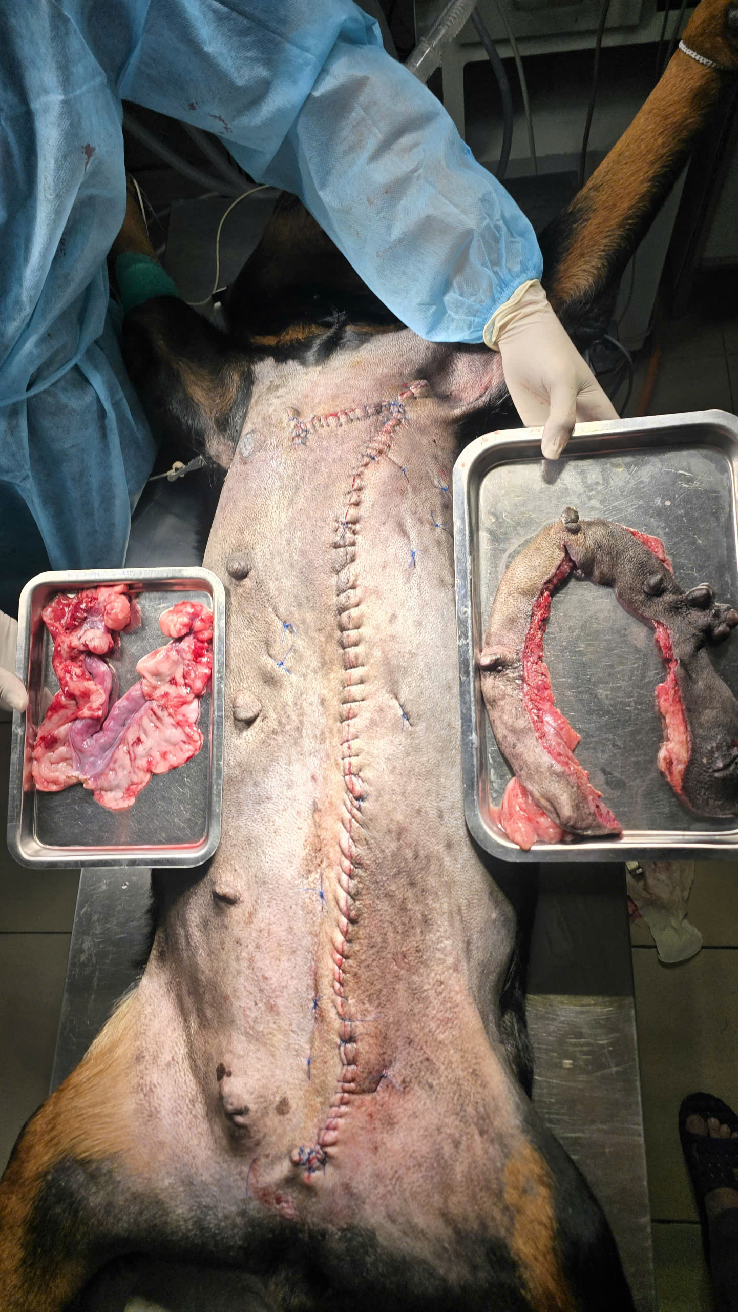 Bệnh viện Thú Y Gia Kiệm - Hình 6